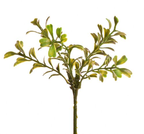 Bukszpan borówka x2 na Arena.pl