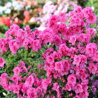 Azalia japońska ROKOKO Różowa Pełne kwiaty Na skalniak Sadzonki 1L