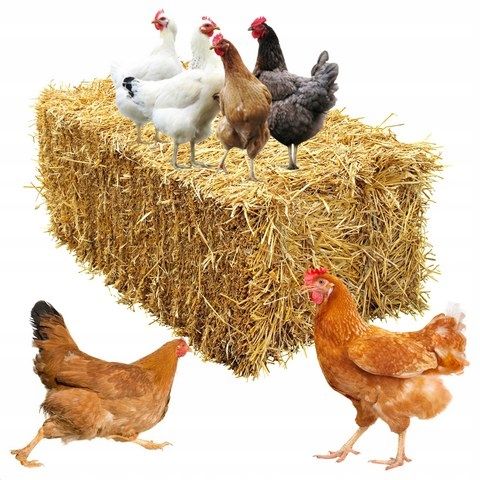 Słoma na kompost, do budy, Legowisko dla psa, Ściółka Dla Gryzoni, 80L na Arena.pl