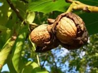 Orzech włoski JACEK KRÓLEWSKI Juglans regia o ogromnych smacznych