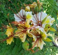 BIAŁA POINCIANA Poinciana elata - NASIONA 60 sztuk - 10g