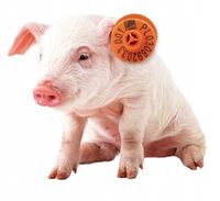 Kolczyki dla trzody chlewnej, świń - 100 szt.