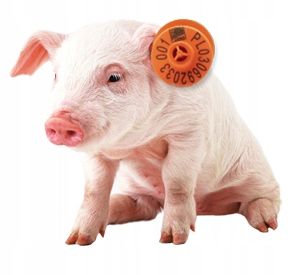 Kolczyki dla trzody chlewnej, świń - 100 szt. na Arena.pl