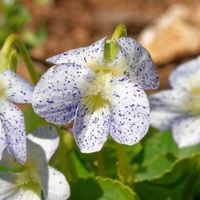 Fiołek motylkowaty 'Freckles' (Viola sororia) Doniczka 1.0L