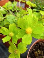 Cieszynianka wiosenna do cienistego skalniaka