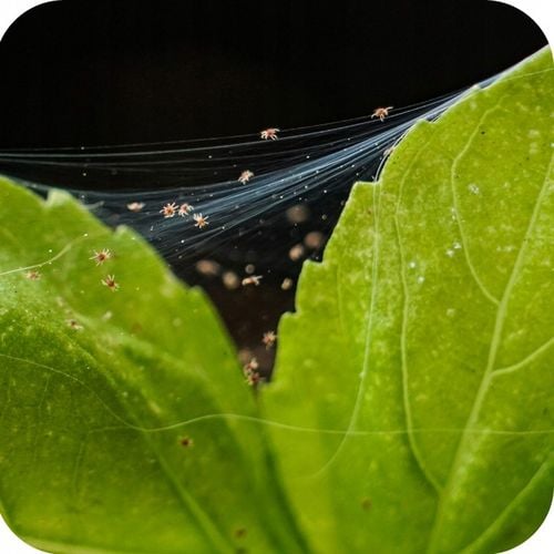 MAGUS 200SC 100ML ŚRODEK NA PRZĘDZIORKI OPRYSK NA PRZĘDZIORKA na Arena.pl