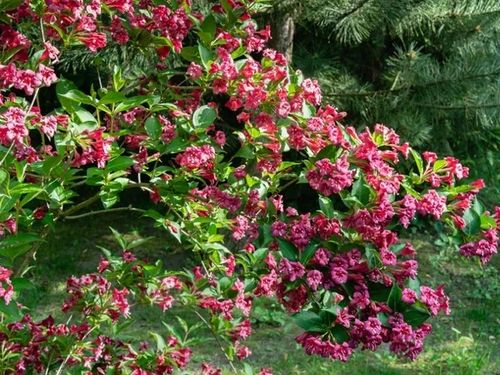 Krzewuszka cudowna BRISTOL RUBY Weigela Czerwona Sadzonki P9 na Arena.pl