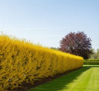 FORSYCJA żółte słońce w ogrodzie - sadzonki 30 / 50 cm