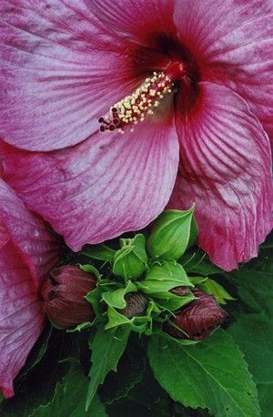 HIBISKUS bylinowy SUMMER STORM różowy hibiscus 2L na Arena.pl