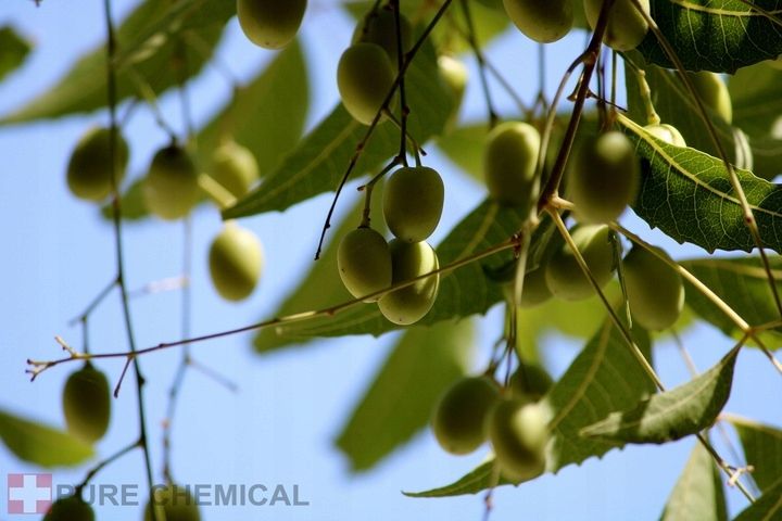 OLEJEK NEEM NIERAFINOWANY TŁOCZONY NA ZIMNO 500ml DO SKÓRY WŁOSÓW DO ROŚLIN zdjęcie 9