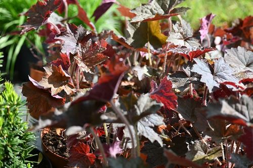 Żurawka amerykańska Palace Purple Select - Heuchera americana na Arena.pl