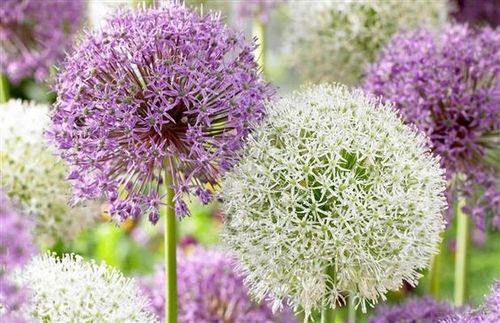 ALLIUM CZOSNEK OLBRZYMI OZDOBNY MIX cebulki 20 szt. + GRATIS na Arena.pl