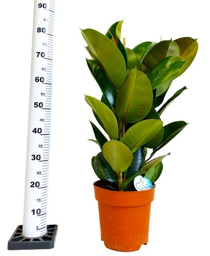 FIKUS ELASTIKA ROBUSTA 80 cm na Arena.pl