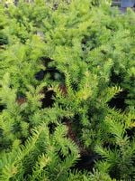 product-compare-56071414