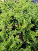 Cis pospolity Repandens okrywowy do ogrodu