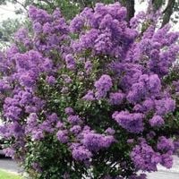 Lagerstroemia fioletowa Petite Orchid 20-40cm P9