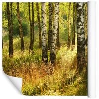 Fototapeta Las Brzozowy NATURA do Sypialni 90x60