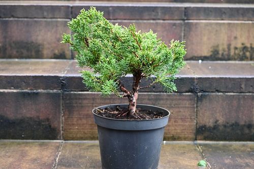 Jałowiec chiński Shimpaku - Juniperus chinensis 0030 na Arena.pl