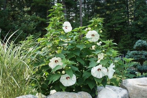 Hibiskus bylinowy OLD YELLA C2 na Arena.pl