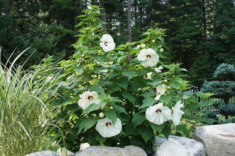 Hibiskus bylinowy OLD YELLA C2 zdjęcie 3