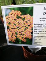 Krwawnik pospolity Milly Rock Yellow Terracotta miododajna