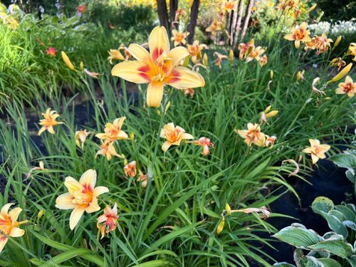 Liliowiec 'Double Happiness' (Hemerocallis) P13 na Arena.pl