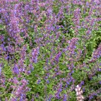 Kocimiętka Faassena 'Kit Kat' (Nepeta x faassenii) Doniczka 1.0L