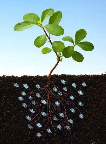 AGROŻEL Hydrożel Ogrodniczy do Roślin 2 Kg na Arena.pl