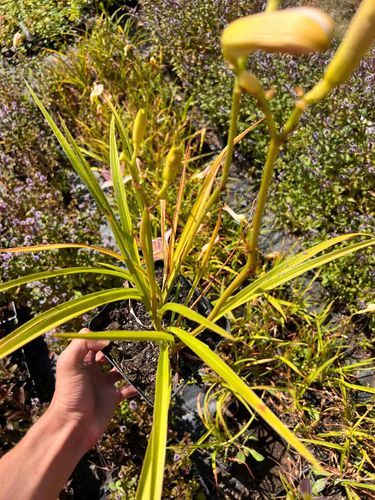 Liliowiec 'Hall's Pink' (Hemerocallis) P13 na Arena.pl