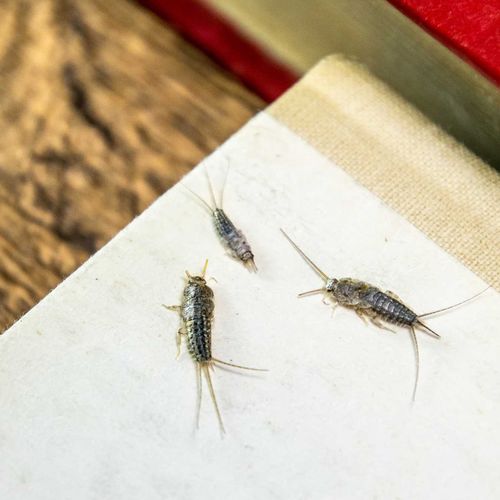 bros - pułapka na rybiki na Arena.pl