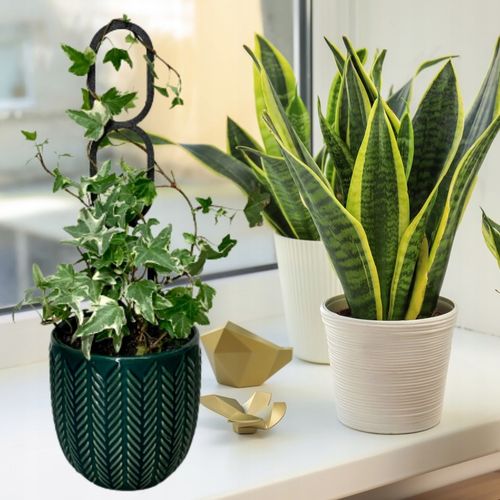 Podpora do Roślin Pnączy Podpórka Kwiatów Pnących Pergola Drabinka L na Arena.pl