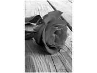 40X60CM CZARNA PIĘKNOŚĆ OBRAZ