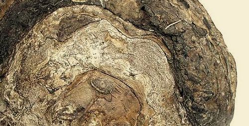 LILI ARDAGIO EDP 100ml+ 10ml roll on *Fenzi na Arena.pl