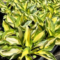 Funkia Hosta 'Color Festival' W DONICZCE 2.0L, żółto zielone liście