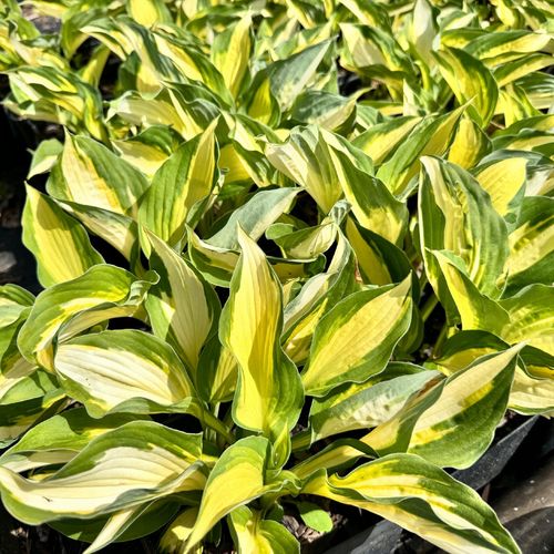 Funkia Hosta 'Color Festival' W DONICZCE 2.0L, żółto zielone liście na Arena.pl