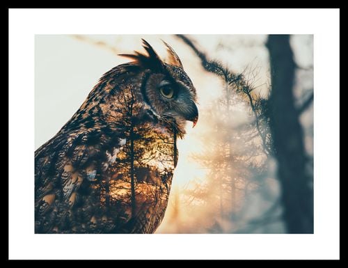 Plakat 35x25cm Sowi Duch na Arena.pl