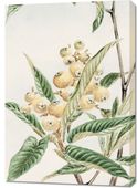 Obraz 70x100cm Biwa Loquat, Morikaga Japoński Vintage do Salonu