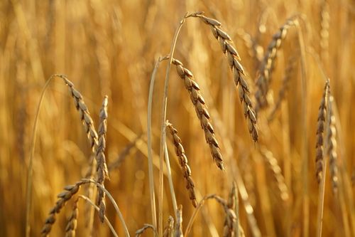 MĄKA ORKISZOWA JASNA 650 BIO, EKOLOGICZN 5kg Z POLSKIEGO ZIARNA na Arena.pl