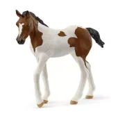 Źrebak rasy Paint Horse