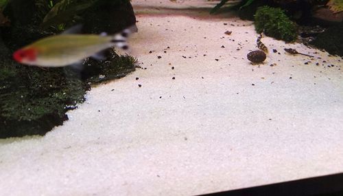 PIASEK KWARCOWY DO AKWARIUM - NAJCZYSTSZY 0,5-1,2 15 KG Drobny, Jasny na Arena.pl