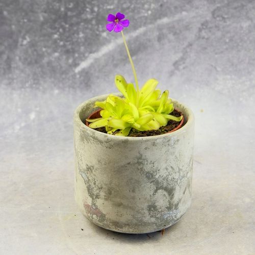 Pinguicula Tłustosz "TINA" idealny na ziemiórki, muszki owocówki itp. na Arena.pl