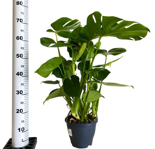 MONSTERA DZIURAWA DELICIOSA 80cm na Arena.pl
