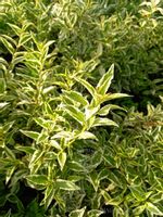 product-compare-53655147