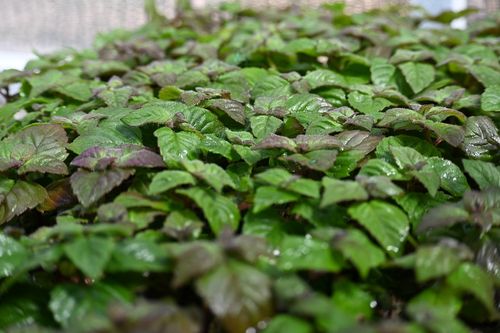 Pysznogłówka ogrodowa  Bee-Merry - Monarda hybrida na Arena.pl