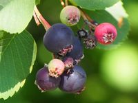 Świdośliwa olcholistna SLEYT Najsłodsza odmiana Niewysoka Mrozoodporna