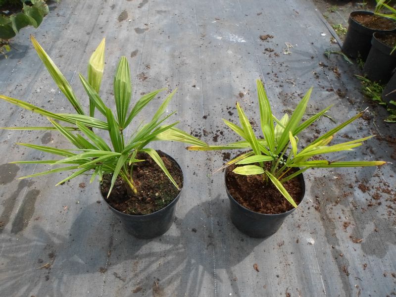 Palma mrozoodporna Trachycarpus Fortunei C3 zdjęcie 6