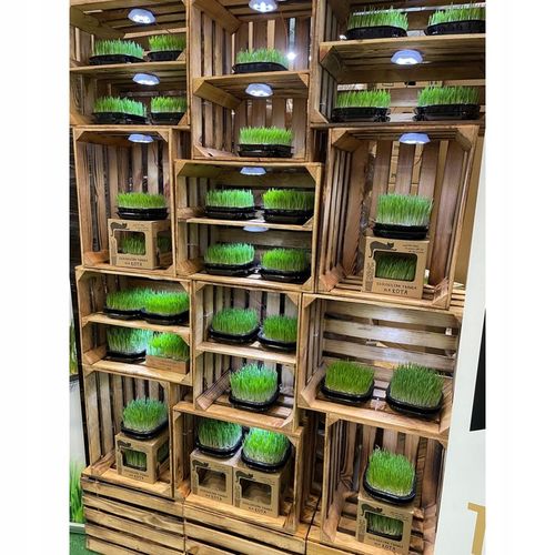 2x EKO Trawka Dla Kota Trawa Odkłaczająca Przysmak EKOLOGICZNA WYROŚNIĘTA na Arena.pl