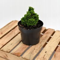 Cyprysik tępołuskowy NANA GRACILIS