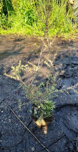 MANUKA Leptospermum scoparium Red Damask miododajne  - sadzonki 30 / 40 cm na Arena.pl