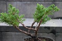Jałowiec chiński Shimpaku - Juniperus chinensis 0038